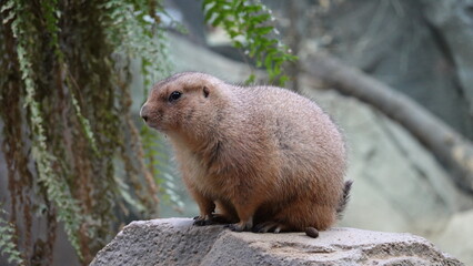 動物園