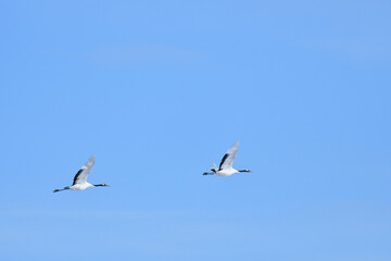 Bird watching, red-crowned crane, in
 winter