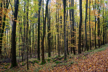 A forest in autumn