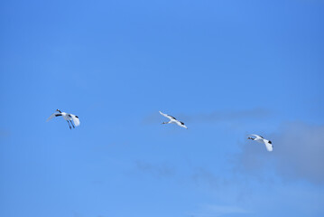 Obraz premium Bird watching, red-crowned crane, in winter
