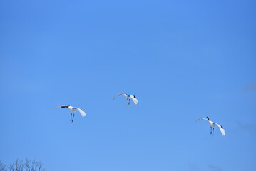 Obraz premium Bird watching, red-crowned crane, in winter