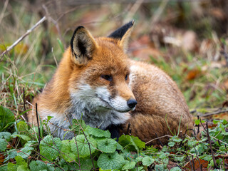 A Red Fox Laying Down