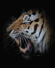 Angry Siberian tiger with its mouth open