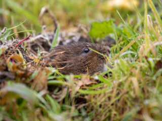Water Vole in the Grass