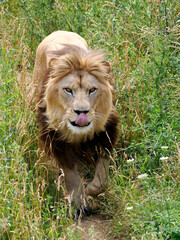 Lion (Panthera leo) walking from front with his tongue out 