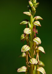 orchis homme pendu