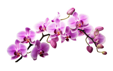 Fototapeta na wymiar Orchid Elegance On Transparent PNG