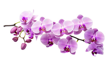 Fototapeta na wymiar Glimpse into Orchidaceae On Transparent PNG