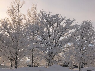 雪景色　雪の積もった街路樹