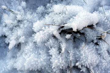 Eisblumen aus Raureif an Pflanzen, Frost, gefroren, weiß, winter