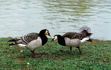 Obraz premium Bernache nonnette, .Branta leucopsis, Barnacle Goose