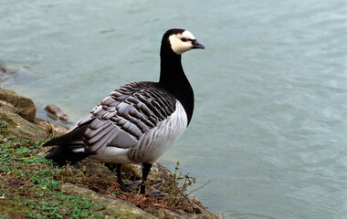 Bernache nonnette, .Branta leucopsis, Barnacle Goose
