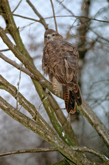buse variable