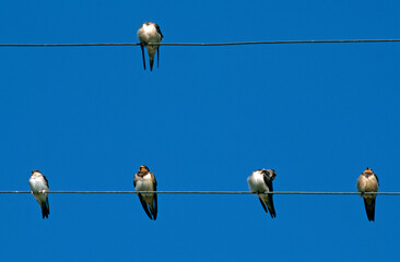 Hirondelle rustique, Hirondelle de cheminée, Hirundo rustica, Barn Swallow