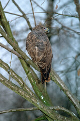 buse variable