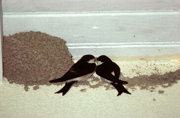 Hirondelle de fenêtre,.Delichon urbicum, Western House Martin, nid
