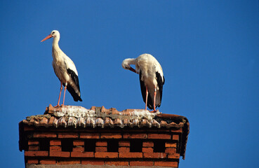 Cigogne blanche, nid,.Ciconia ciconia, White Stork