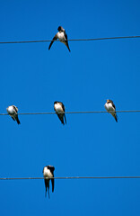 Hirondelle rustique, Hirondelle de cheminée, Hirundo rustica, Barn Swallow © JAG IMAGES
