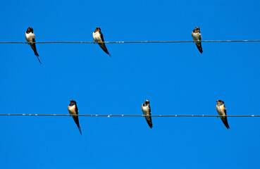 Hirondelle rustique, Hirondelle de cheminée, Hirundo rustica, Barn Swallow
