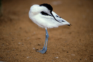 Avocette élégante, Recurvirostra avosetta, Pied Avocet