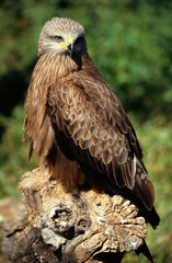 Milan royal,.Milvus milvus , Red Kite