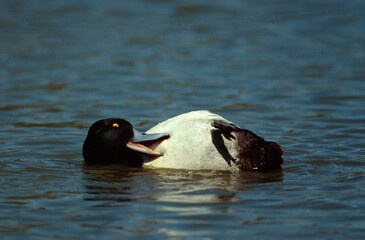 Fuligule milouinan,.Aythya marila, Greater Scaupale