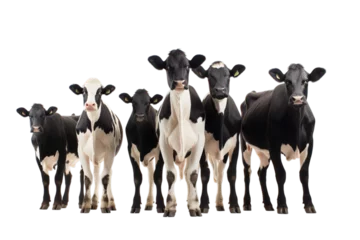 Fotobehang Front view of a small herd of black and white Friesian cows, isolated on a transparent background © adam