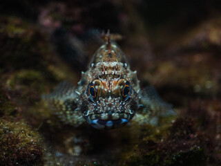 カサゴ　正面顔