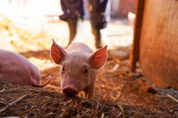 rural scene of a piggy and a farmer in the background on a commercial pig farm © Sheila