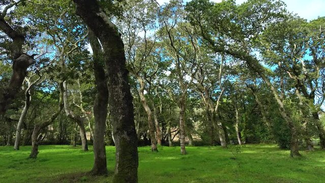 Stunning Lush Trees And Green Meadows In The Forest Hike Of Carballeira Municipal de Baio, Spain. Dolly Shot