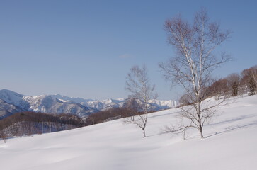 Fototapeta premium 冬の雪原