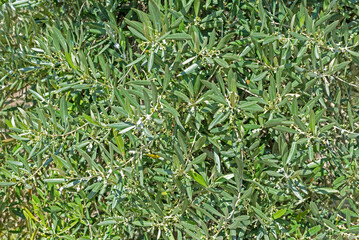 Green background of olive tree leaves, small olives