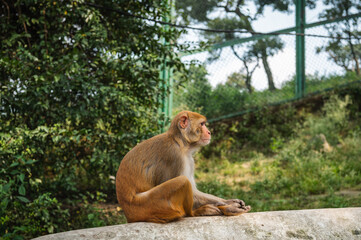 Monkey in Pashupatinath Temple in Kathmandu, Nepal. Rhesus Monkey