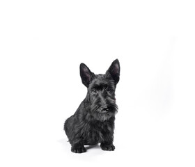 black scotch terrier puppy sitting on a white background