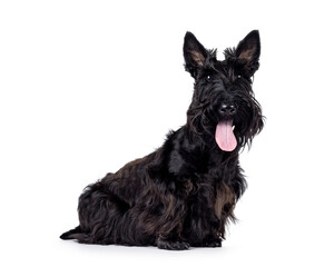 Adorable young solid black Scottish Terrier dog, sitting up side ways. Ears eract, tongue out, and looking towards camera. Isolated on a white background.