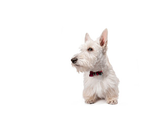white scottish terrier puppy on a light background
