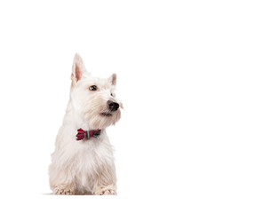 white scottish terrier puppy on a light background
