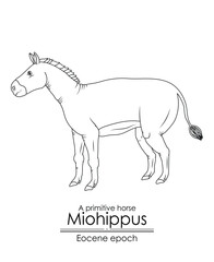 A primitive horse Miohippus from Eocene epoch. Black and white line art, perfect for coloring and educational purposes.