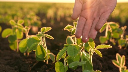 farmer hand watering sprouted soybean sprouts sunset, agriculture concept, seedlings watered water...