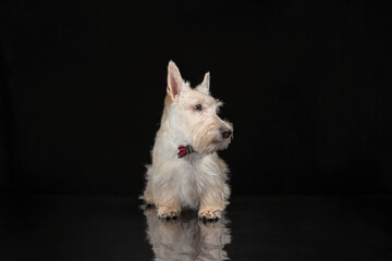 white scottish terrier puppy on a dark background