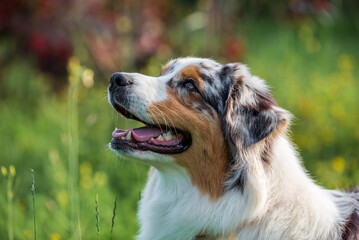 purebred australian shepherd dog for a walk in the park