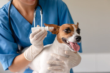 Vet giving ear drops to smiling dog