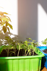 Gardening concept. Green sprouts of seedlings grown from seeds. Seedlings of tomatoes in a pot with soil on wooden table with shadow on white wall. Front view