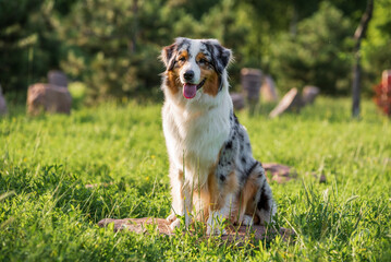 purebred australian shepherd dog for a walk in the park