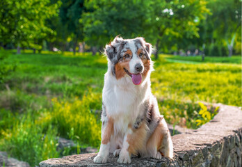 dog of the Australian Shepherd breed sitting on the stone in a park in summer on a sunny day