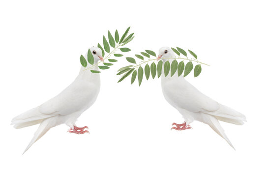 white doves with olive branch isolated on white