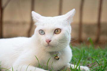 Khao manee Cat have diamond 2 colors on the eyes with grassland in nature background.
