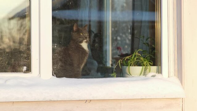 Curious gray cat sitting inside the house and looking at city street. Cat sitting on window sill looking through window. Domestic cat waiting behind of glass. Winter snowy day