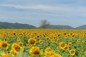 Sunflowers field in blooming season among mountain and lonely tree for travel background
