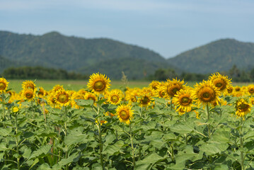 Sunflowers field in blooming season among mountain and lonely tree for travel background